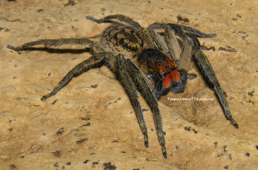 Piloctenus haematostoma 2” - 3” (probable females)