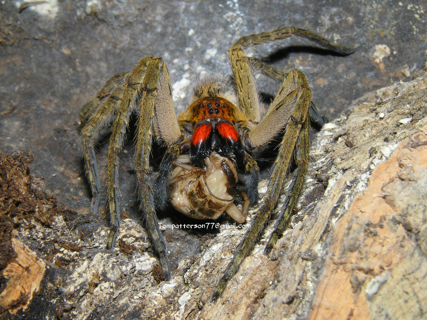 Piloctenus haematostoma 2” - 3” (females)