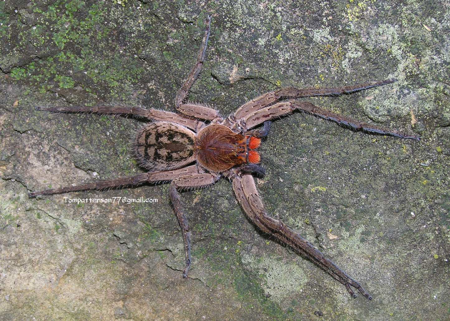 Piloctenus haematostoma 2” - 3” (females)