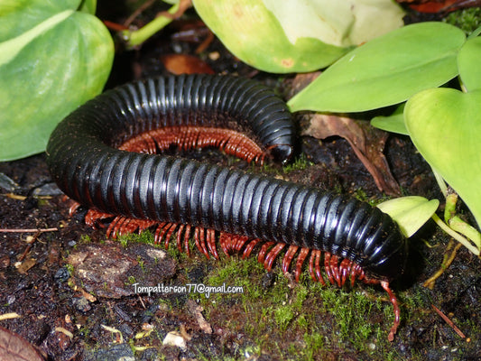 Treptogonostreptus intricatus (Cameroon Pink Foot millipede) 6” - 7”