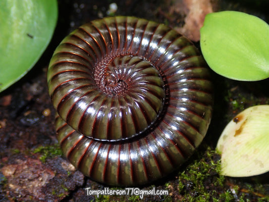Spirostreptidae sp. “Cameroon Green Anaconda Millipede” 6”