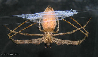 Deinopis sp. Cameroon 2” - 3”