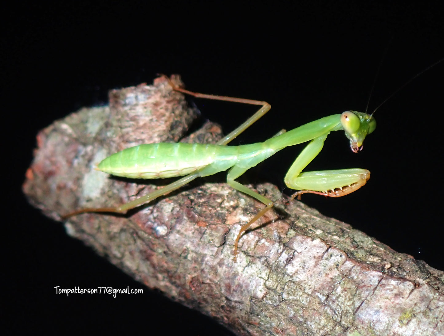 Rhombodera latipronotum 1”