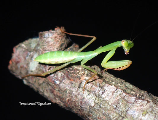 Rhombodera latipronotum “Shield Mantis” 1”