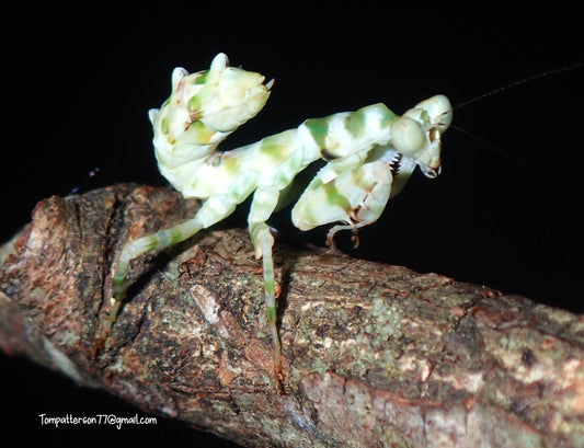 Theopropus rubrobrunneus “Banded Flower Mantis” 1”