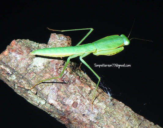 Asiadodis yunnanensis “Yunnan Shield Mantis” 1”