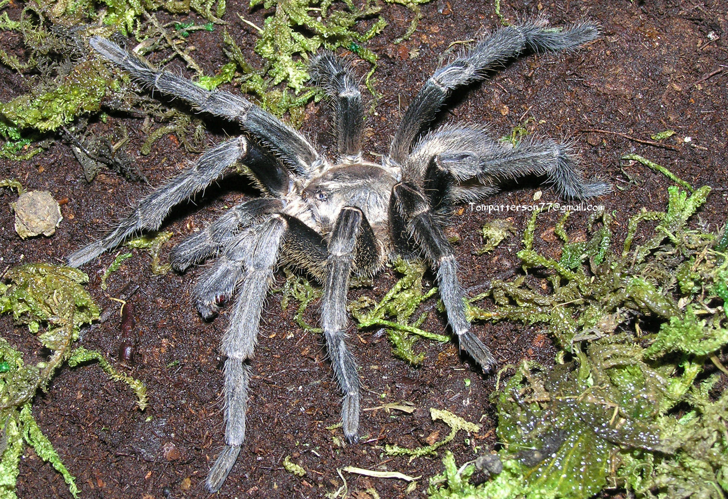 Cyriopagopus lividus 3/4”