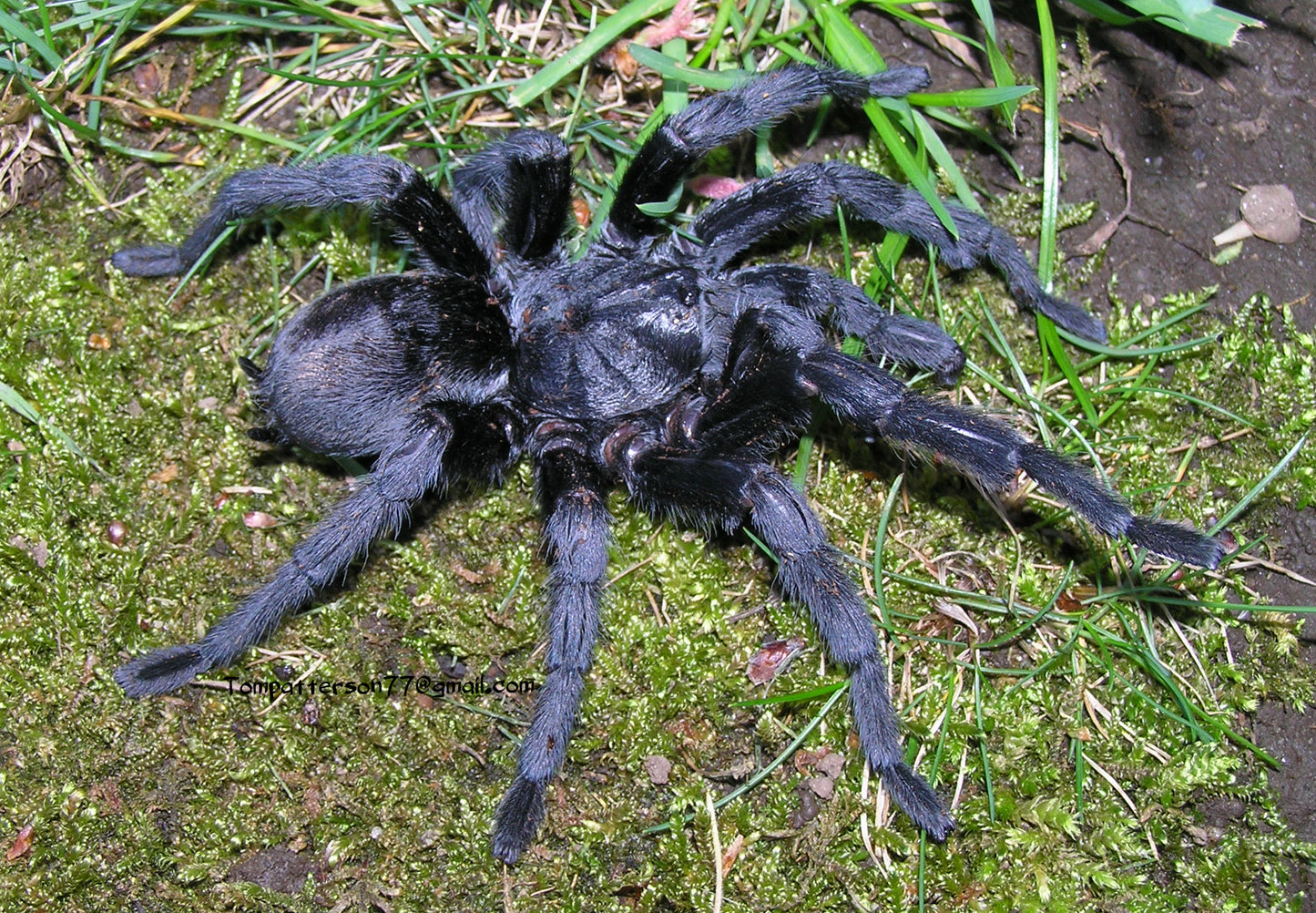 Grammostola pulchra 3/4”