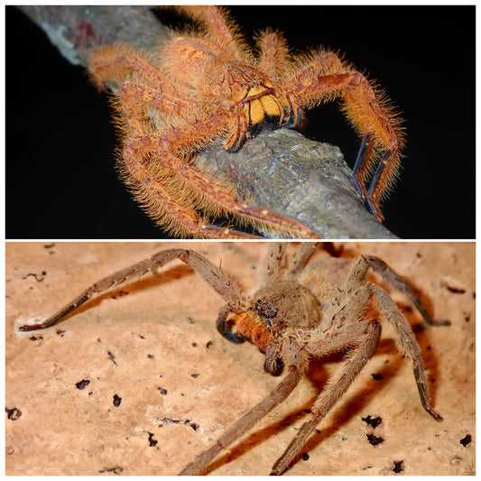 Heteropoda davidbowie & Heteropoda pingtungensis (5 of each s’ling package) 1/4”