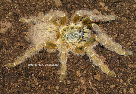 Pterinochilus murinus “TCF” 3/4”