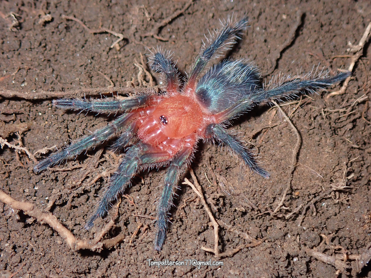 Theraphosinae sp. "Monte Carmelo" 1/2”
