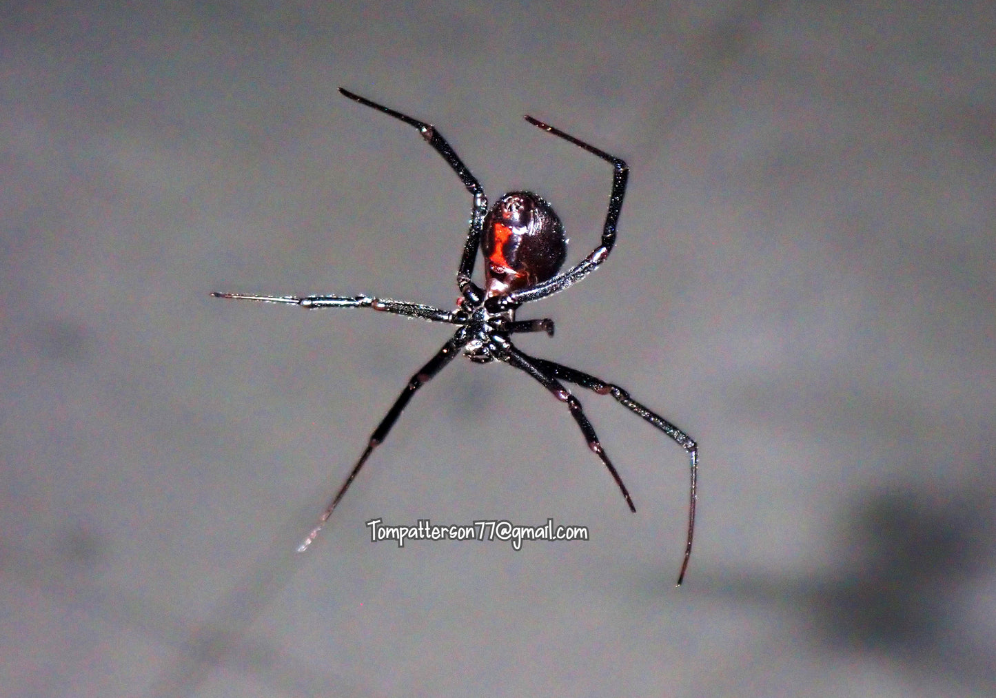 Latrodectus hesperus 1”