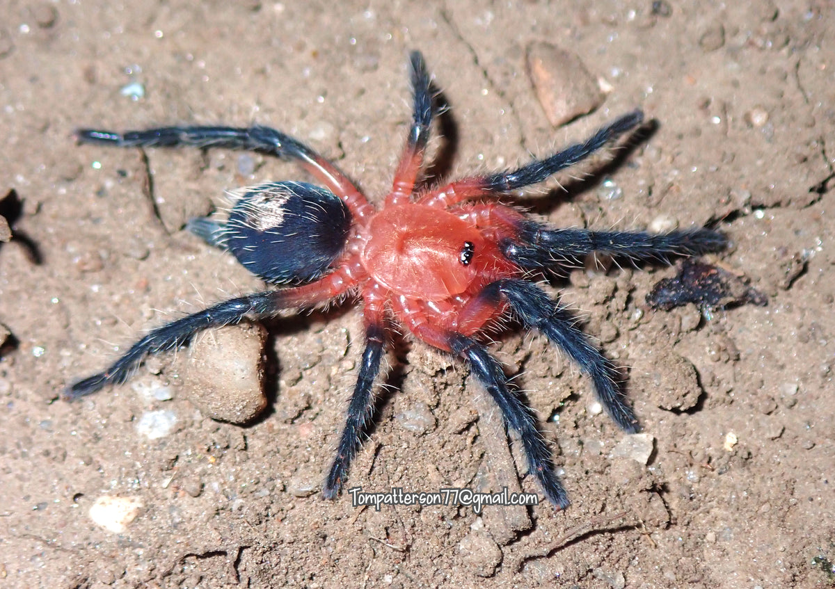 Cyriocosmus sp 'Cereza' 1/2”