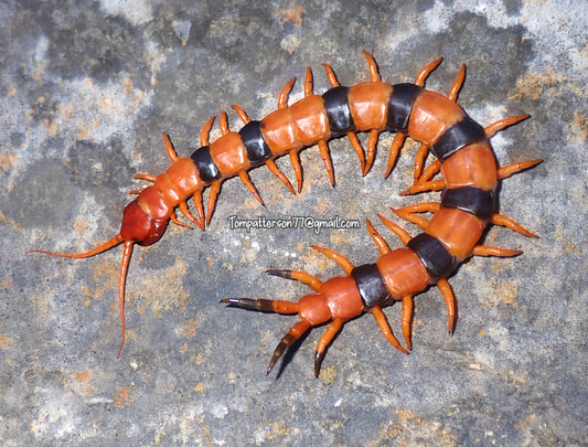 Scolopendra hardwickei 7” - 9”
