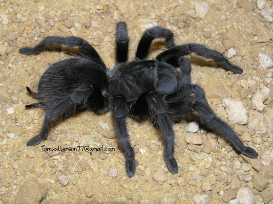 Aphonopelma steindachneri 1/4”