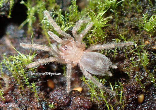 Aphonopelma peloncillo 1/4”
