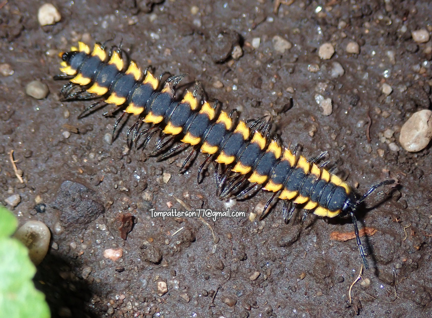 Orthomorpha sp. “neon yellow Thailand millipede thing”