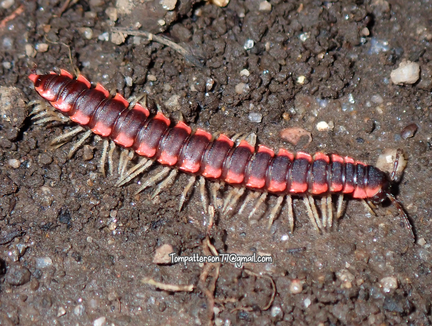 Orthomorpha cf. efefai 1”