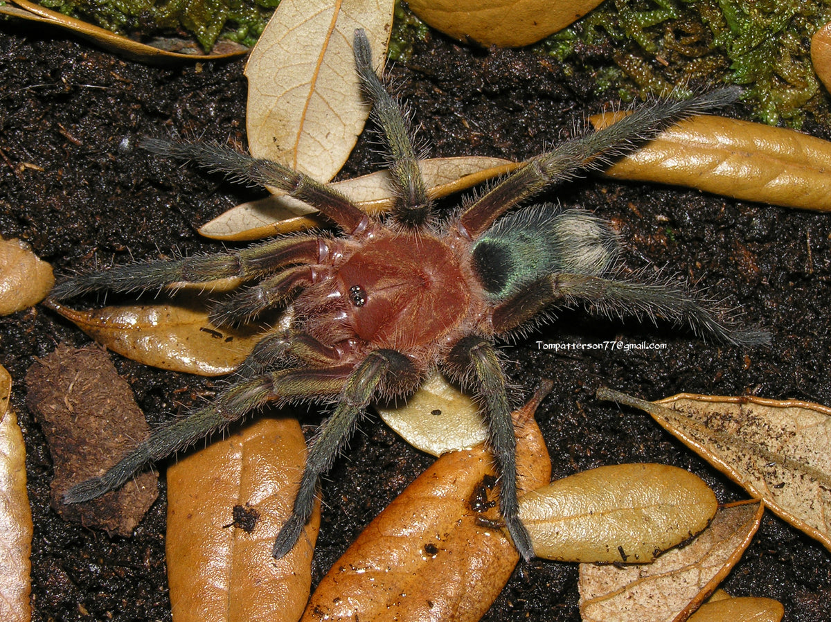 Theraphosinae sp. "Monte Carmelo" 1/2”