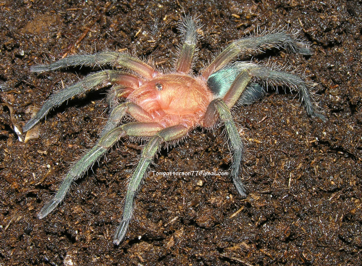 Theraphosinae sp. "Monte Carmelo" 1/2”