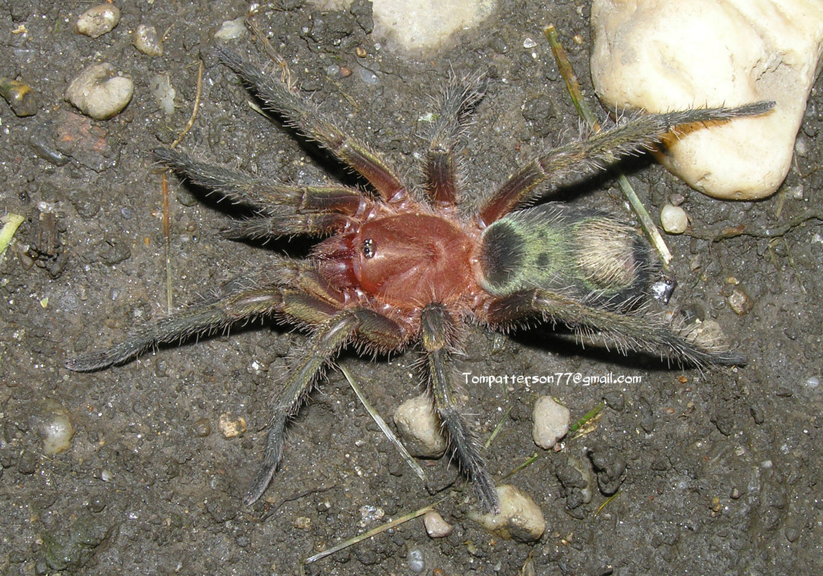 Theraphosinae sp. "Monte Carmelo" 1/2”