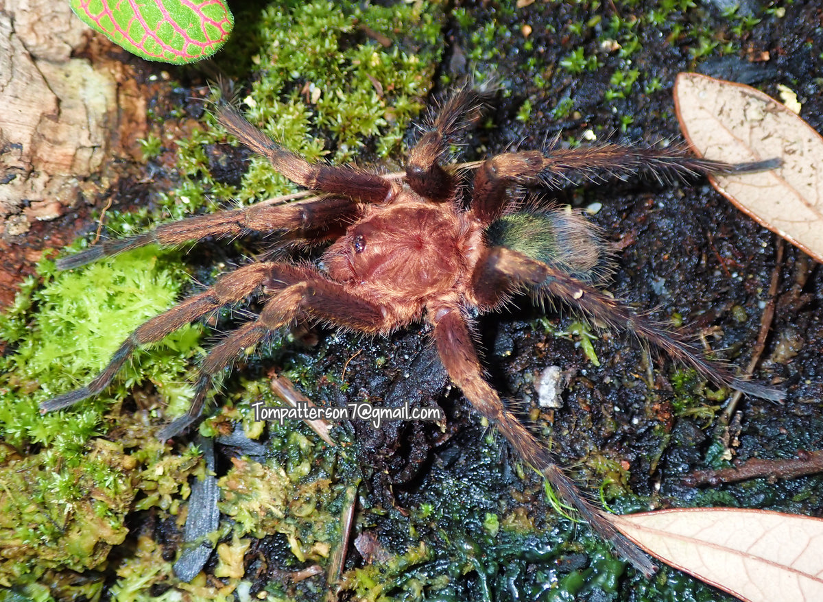 Theraphosinae sp. "Monte Carmelo" 1/2”