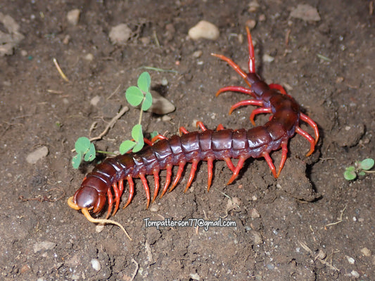 Scolopendra sp. “Sumatra purple” 6”