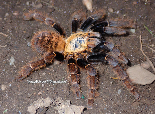 Ornithoctoninae sp. “Ho Chi Minh” 5” female
