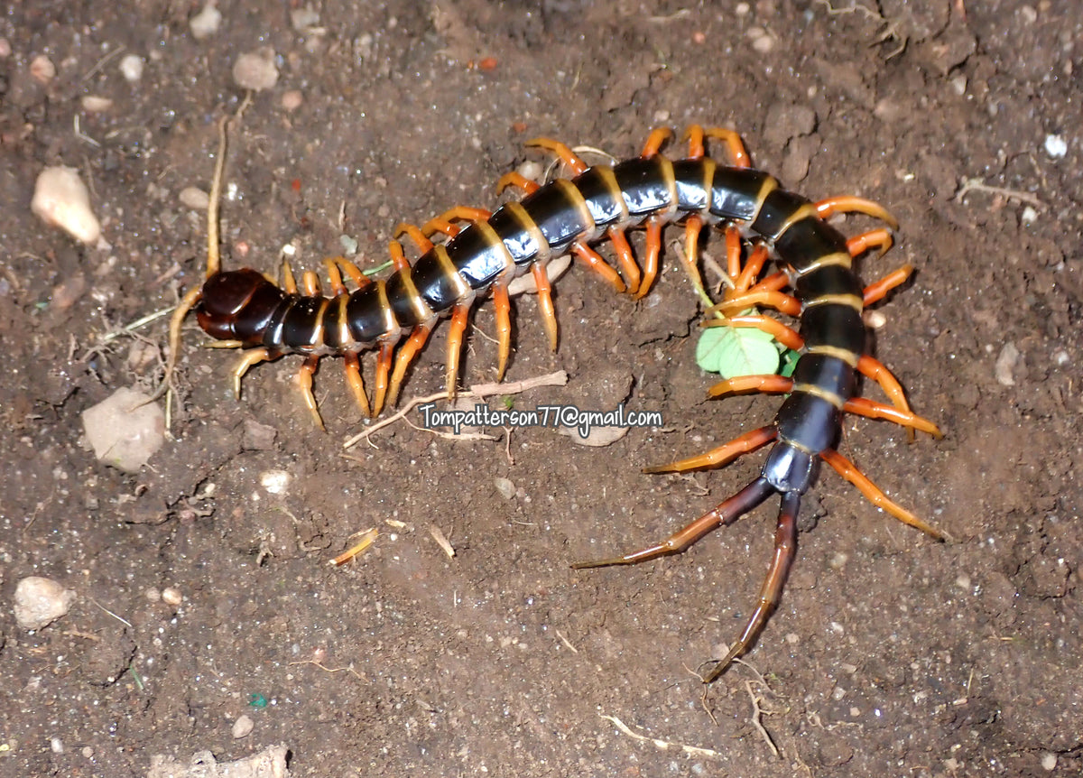 Scolopendra sp. “Mt. Merapi” orange leg morph 7”+