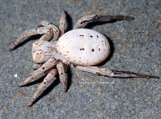 Stegodyphus lineatus “spotted morph” 3/4” female
