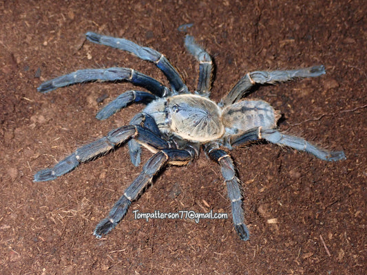 Melopoeus sp. “Nhen Dep” 6” female