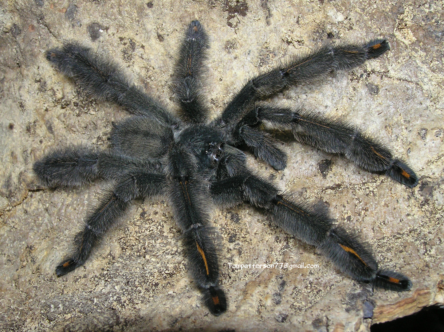 Psalmopoeus irminia 3/4”