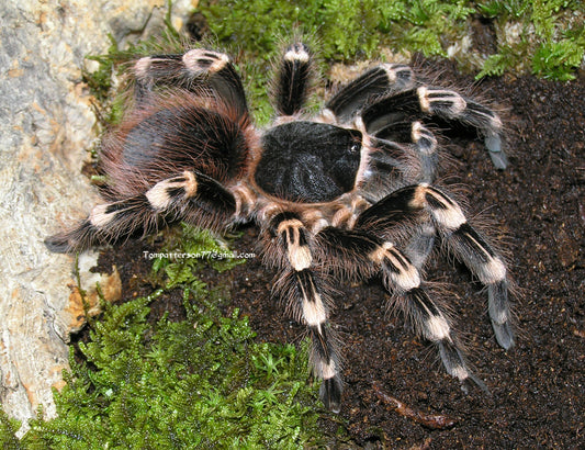 Acanthoscurria geniculata group of 5