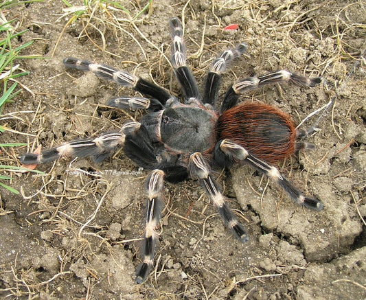 Vitalius chromatus group of 5