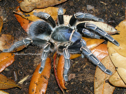 Aphonopelma seemanni 4”-5” female