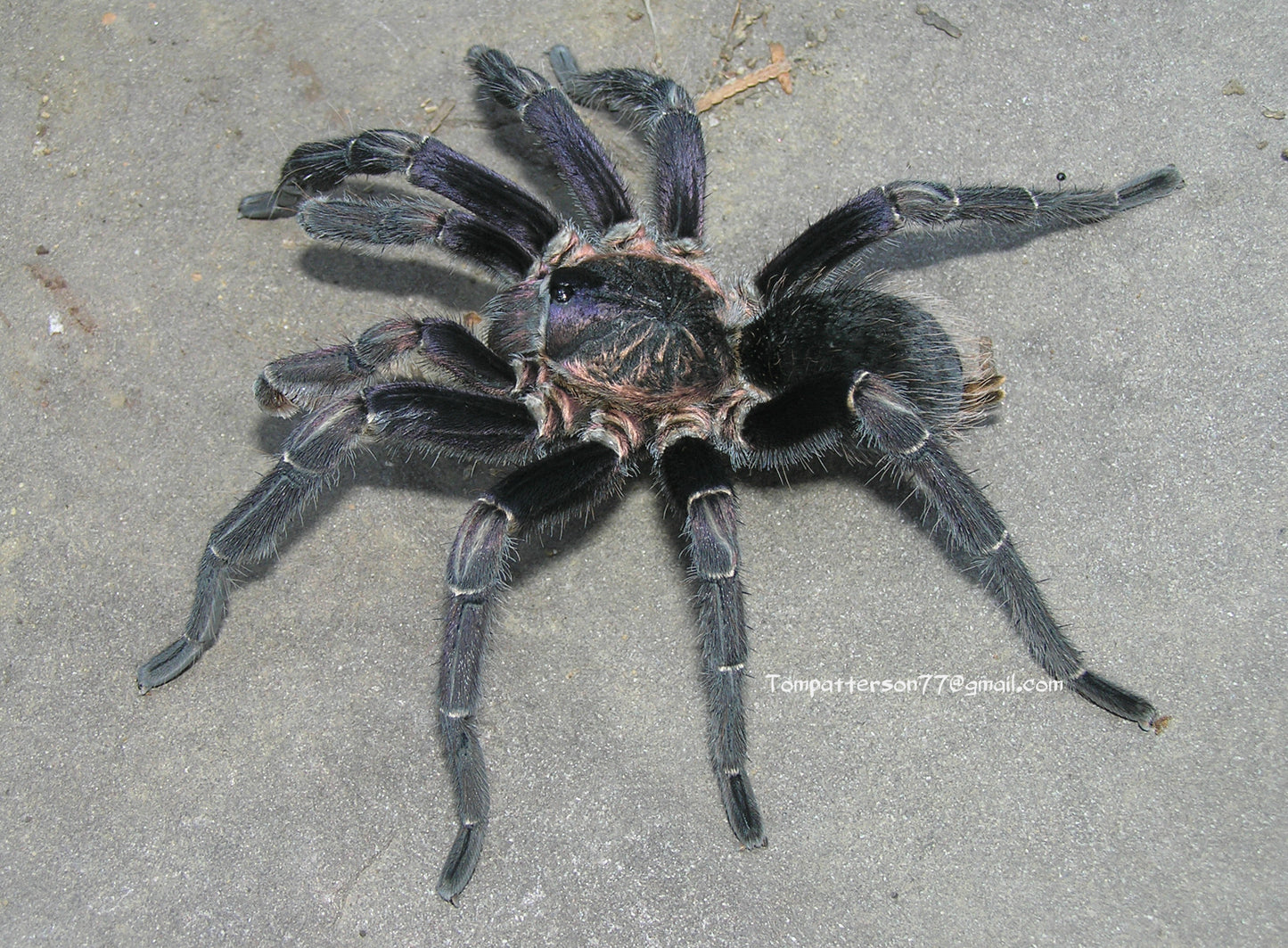 Aphonopelma seemanni 4”-5” female