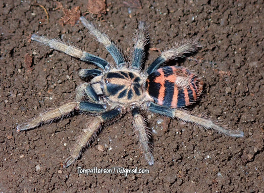 Davus sp. Chiapas 1/4”