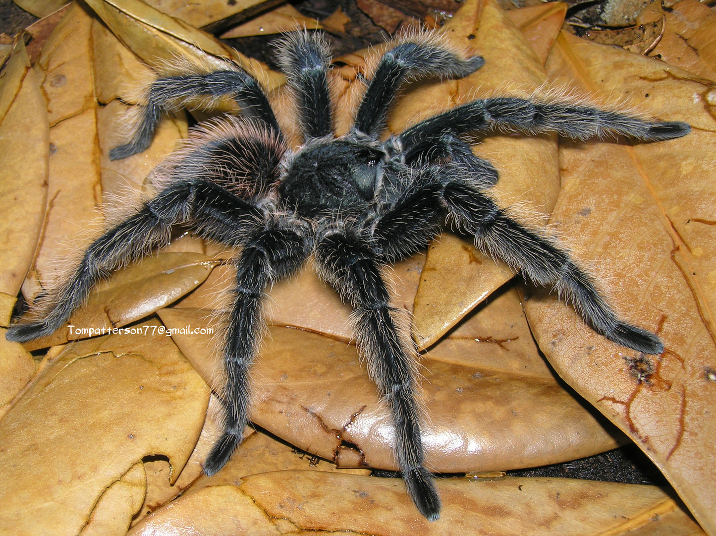 Lasiodora parahybana 1/4”