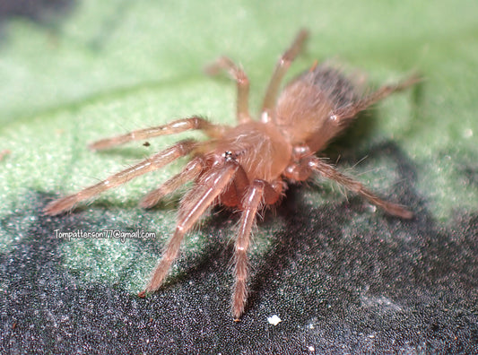 Lasiodora sertaneja 1/4”
