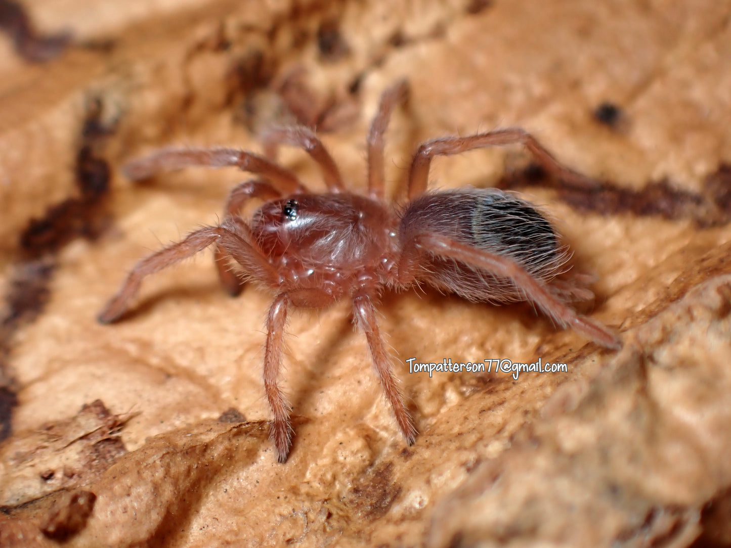 Nhandu cerradensis 1/4”