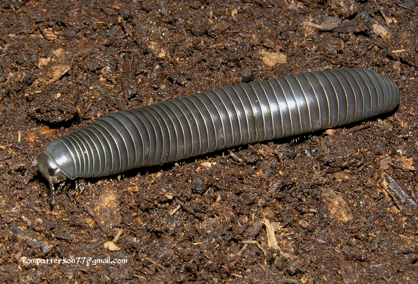 Floridobolus floydi 2” - 3”