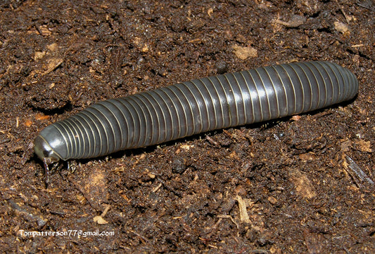 Floridobolus floydi 1” - 2”