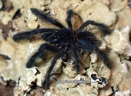 Ornithoctoninae sp 'Mindanao central' 3/4”