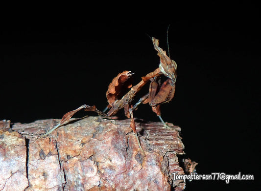 Phyllocrania paradoxa “Ghost mantis” juvie