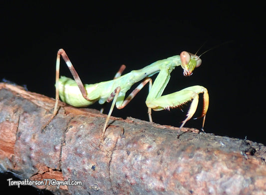 Pnigomantis medioconstricta “Double shield mantis” subadult