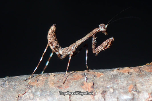Deroplatys lobata “lobata dead leaf mantis” juvies