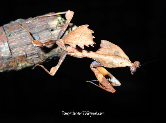 Deroplatys gorochovi “Vietnam dead leaf mantis” subadults