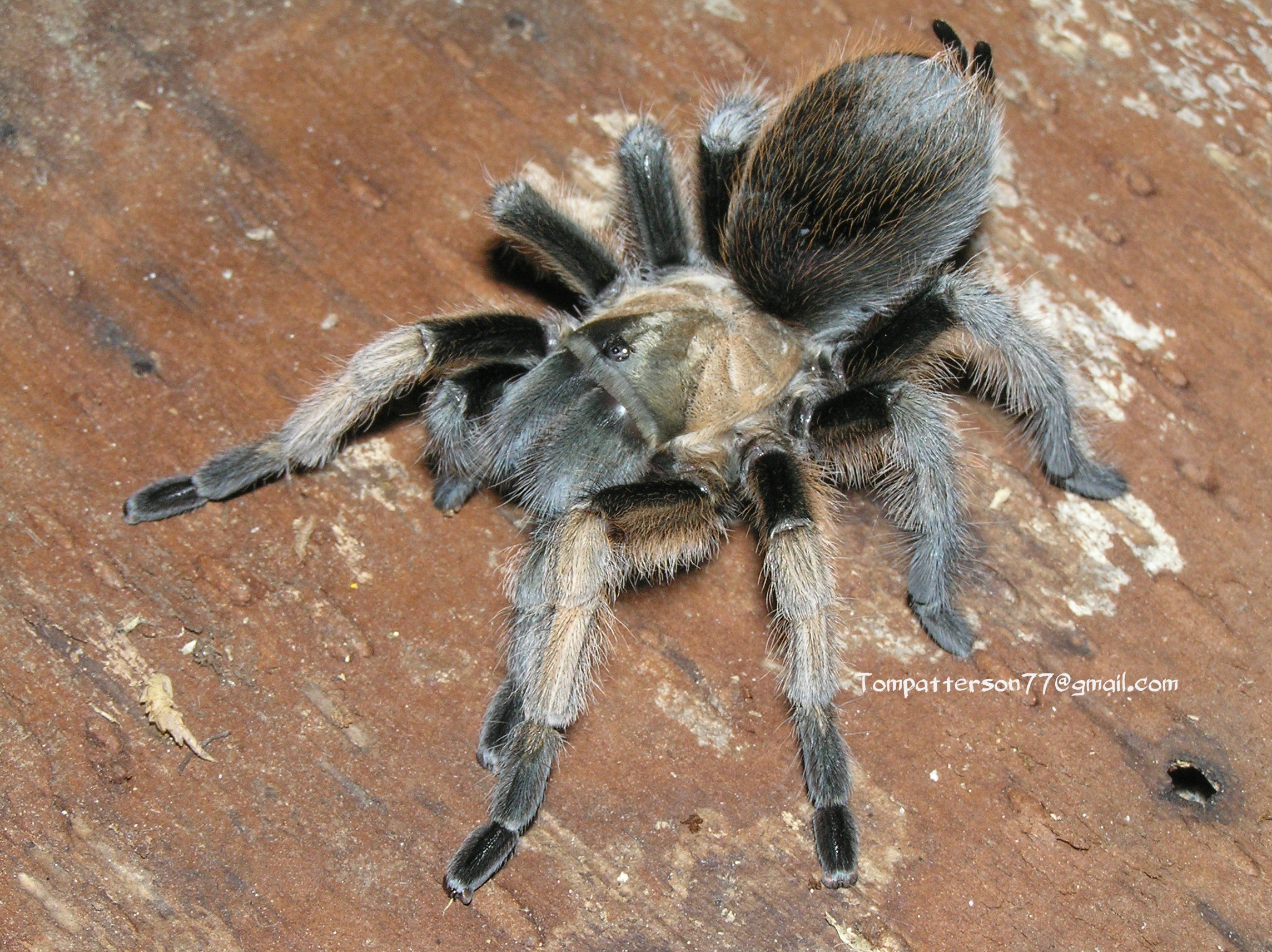 Aphonopelma gabeli 3/4” Hardcore Arachnids