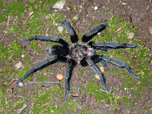 Thrixopelma sp. 'Sullana' 1/2”