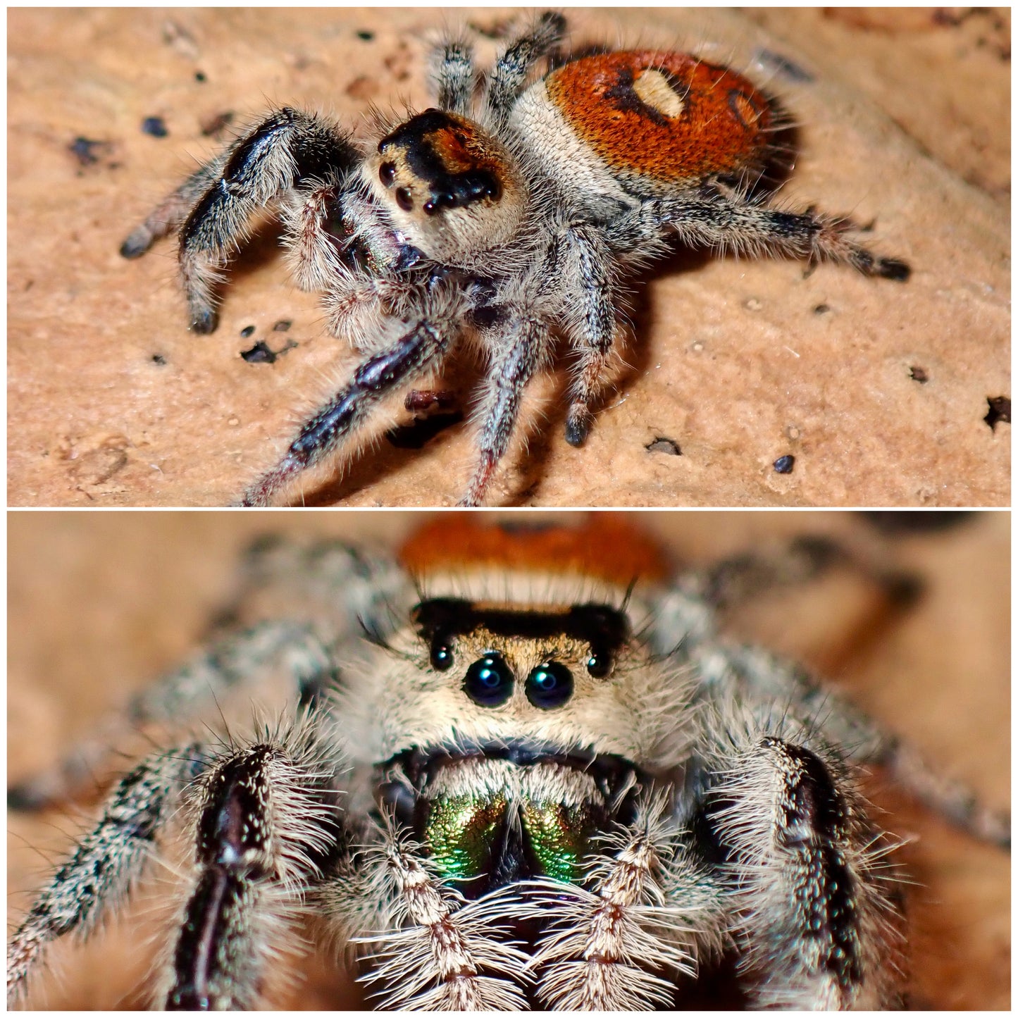 Phidippus regius
female "Jumping spider" 078
